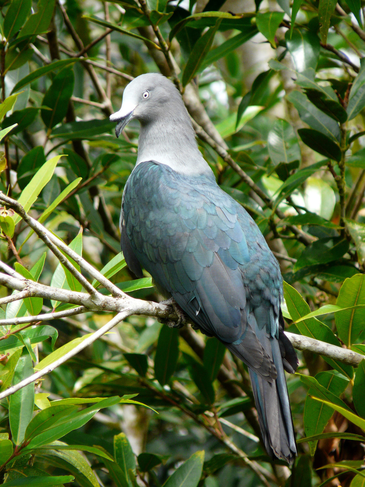 Nuku Hiva Imperial-Pigeon illustration