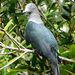Marquesan Imperial Pigeon - Photo (c) Samuel Etienne, some rights reserved (CC BY-SA)