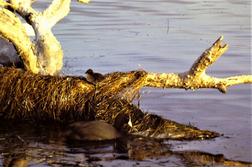 iNaturalist: (c) maegdt, some rights reserved (CC BY-NC) iNaturalist image