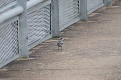 Motacilla alba alba