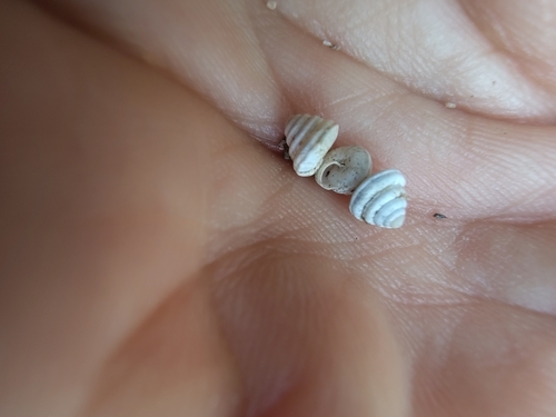 Trochoidea trochoides