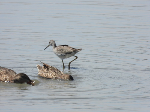 iNaturalist observation photo of Greater Yellowlegs