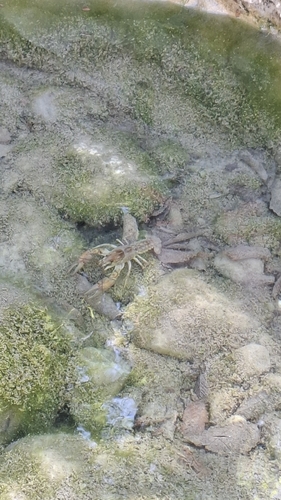 Atlantic Stream Crayfish