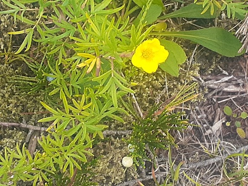 shrubby cinquefoil