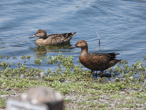 iNaturalist observation photo of Cinnamon Teal