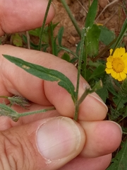 Convolvulus cantabrica image