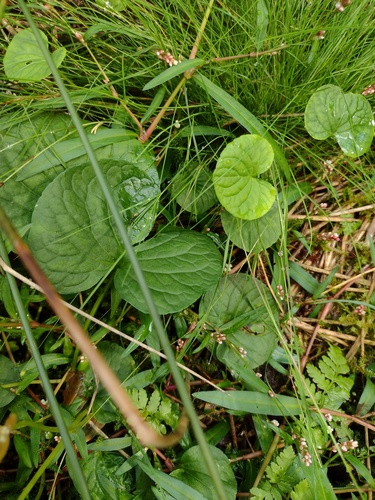 Viola palustris, photograph 2