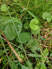 Viola palustris, photograph (c) Bartosz Czołczyński, some rights reserved (CC BY)