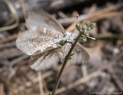 Anthocharis lanceolata