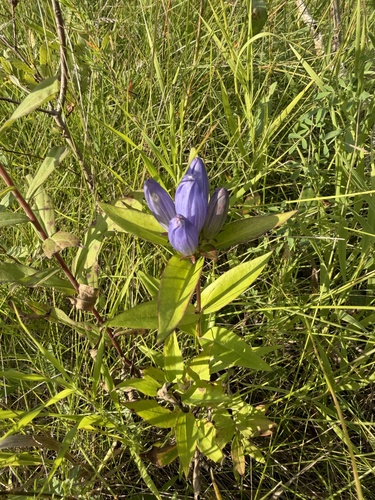 closed bottle gentian