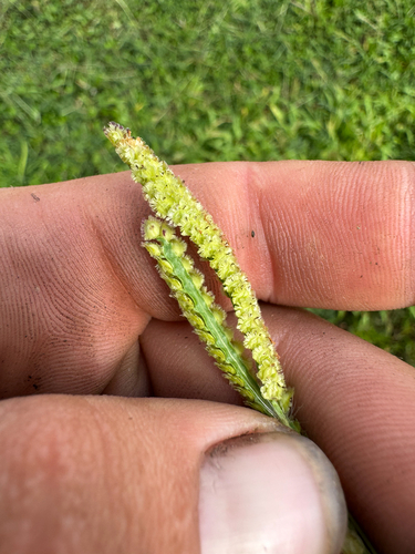 Paspalum fimbriatum observed 2026-08-31