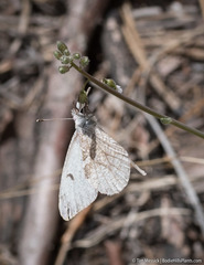 Anthocharis lanceolata