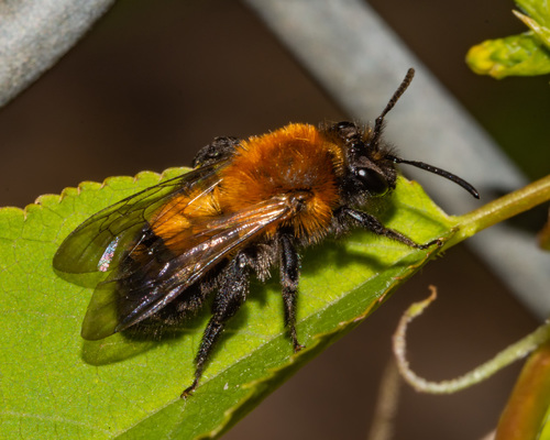 Milwaukee Mining Bee
