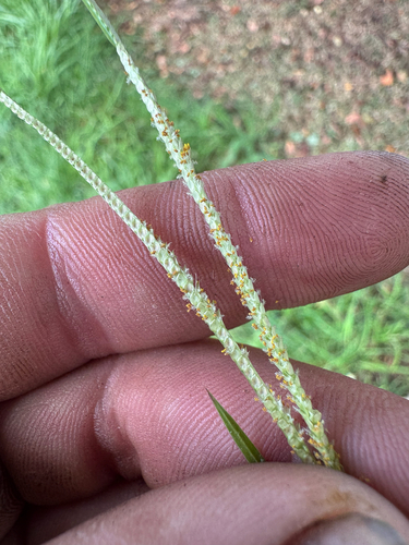 Paspalum conjugatum observed 2026-08-31