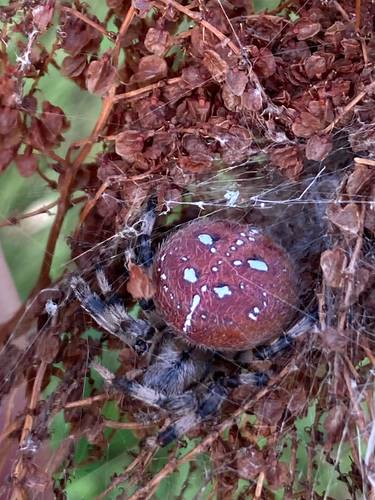 Four-spot Orbweaver