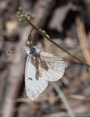 Anthocharis lanceolata