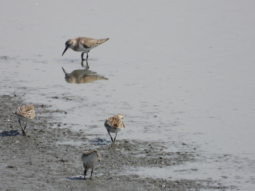 iNaturalist observation photo of Western Sandpiper