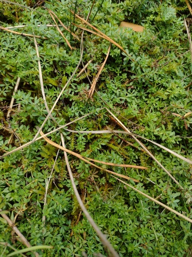 Galium saxatile