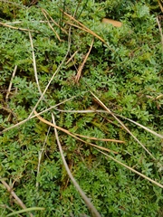 Galium saxatile