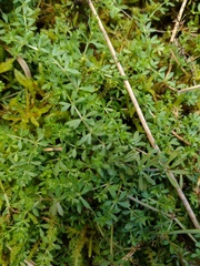 Galium saxatile, photograph (c) Bartosz Czołczyński, some rights reserved (CC BY)