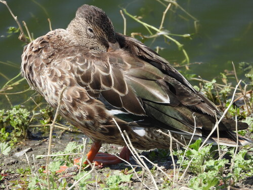 iNaturalist observation photo of Mallard