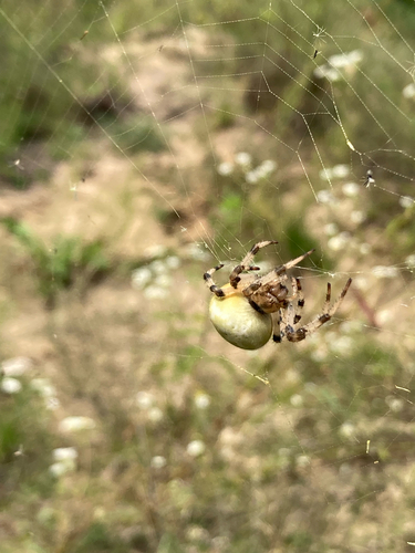 Four-spot Orbweaver