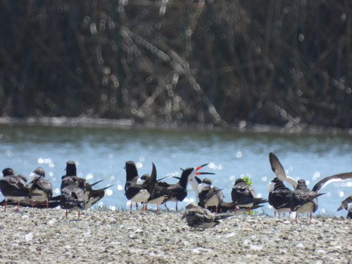 iNaturalist observation photo of Black Skimmer