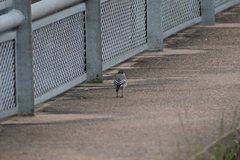 Motacilla alba alba