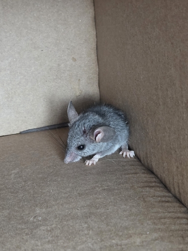 Peromyscus eremicus observed 2026-08-31
