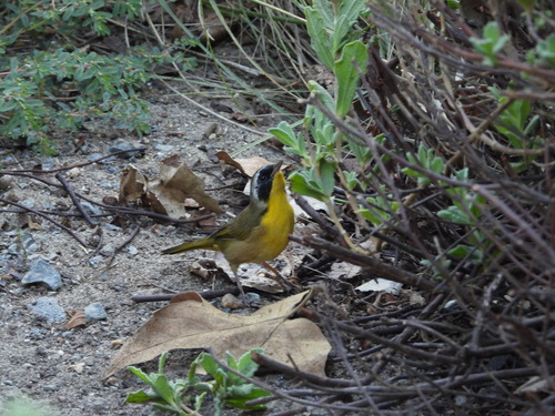iNaturalist observation photo of Common Yellowthroat