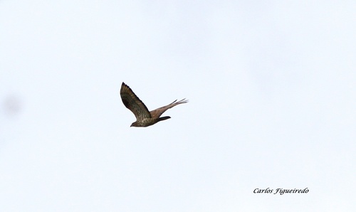 European Honey-buzzard