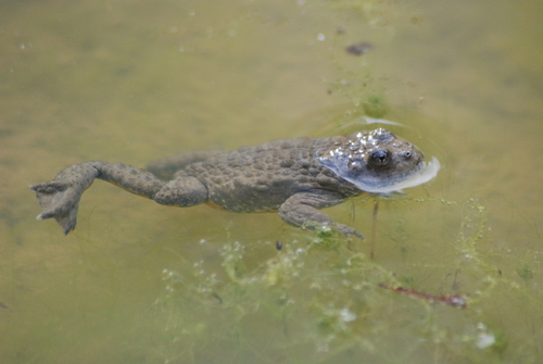 Yellow-bellied Toad