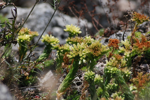 Sempervivum globiferum preissianum