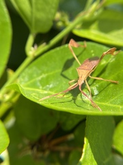 Chondrocera laticornis