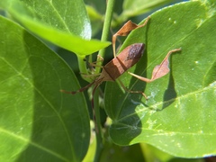 Chondrocera laticornis