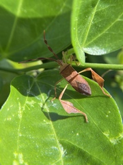 Chondrocera laticornis