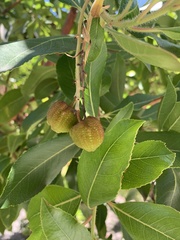 Arbutus × andrachnoides