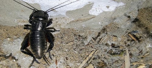 European Field Cricket