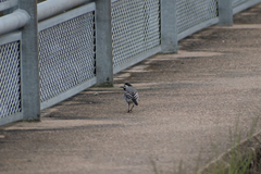 Motacilla alba alba