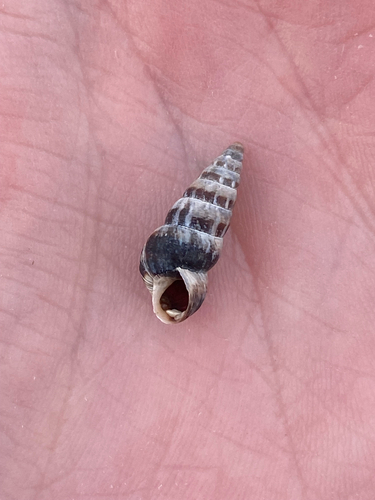 Pointed Snail