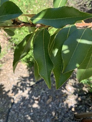 Arbutus × andrachnoides