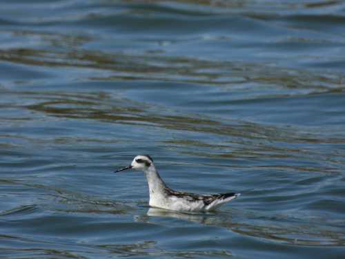 iNaturalist observation photo of Red-necked Phalarope