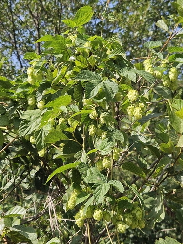 common hops