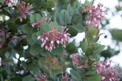 Arctostaphylos pringlei drupacea