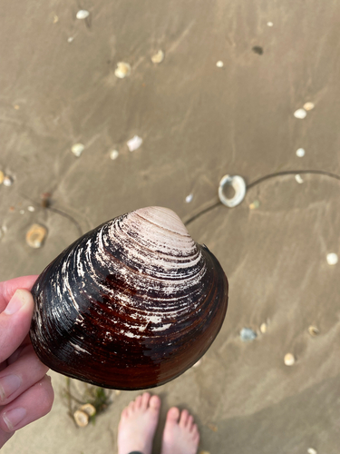 Ocean Quahog