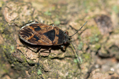 Trapezonotus arenarius