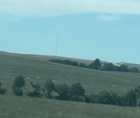 Pronghorn