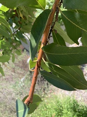 Arbutus × andrachnoides