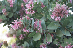 Arctostaphylos pringlei drupacea