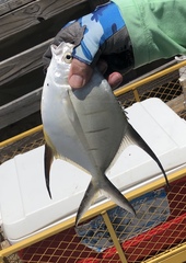 Trachinotus goodei